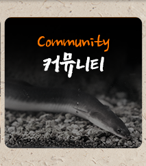 힘쎈민물장어소개